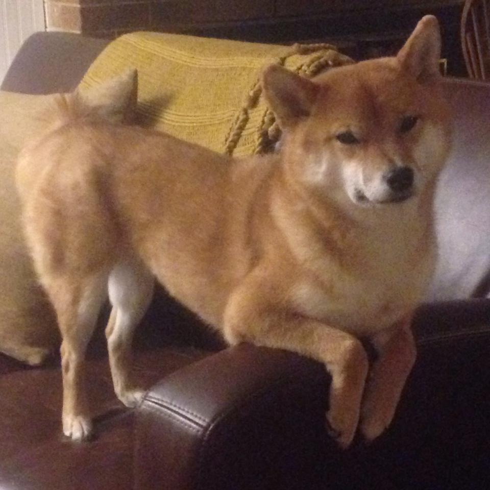 随机看海豚飞跃，海边的趣味运动体验，海豚的运动规律动画