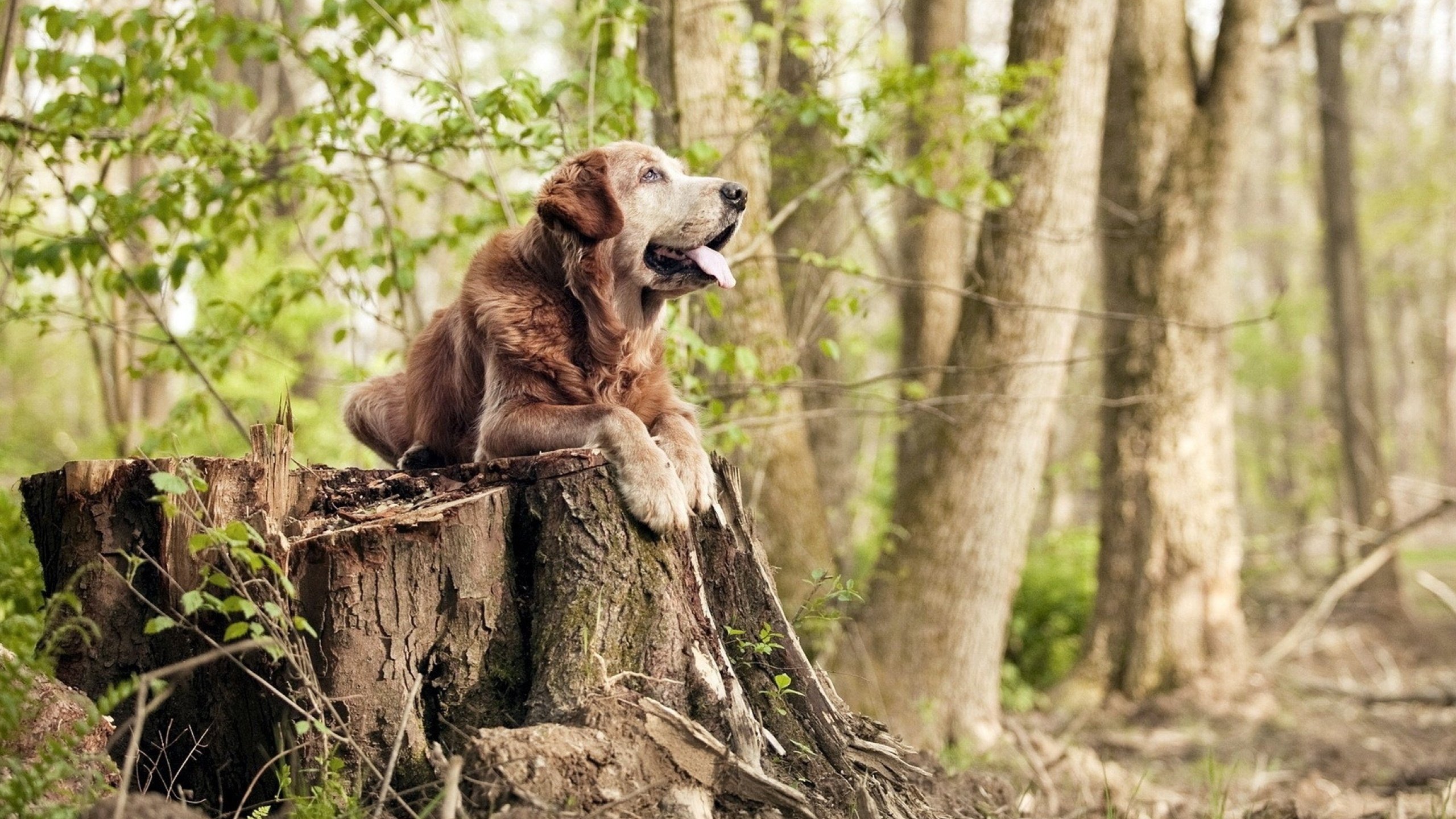 随机中国篮球运动员职业发展规划研究，中国篮球运动员职业发展规划研究报告