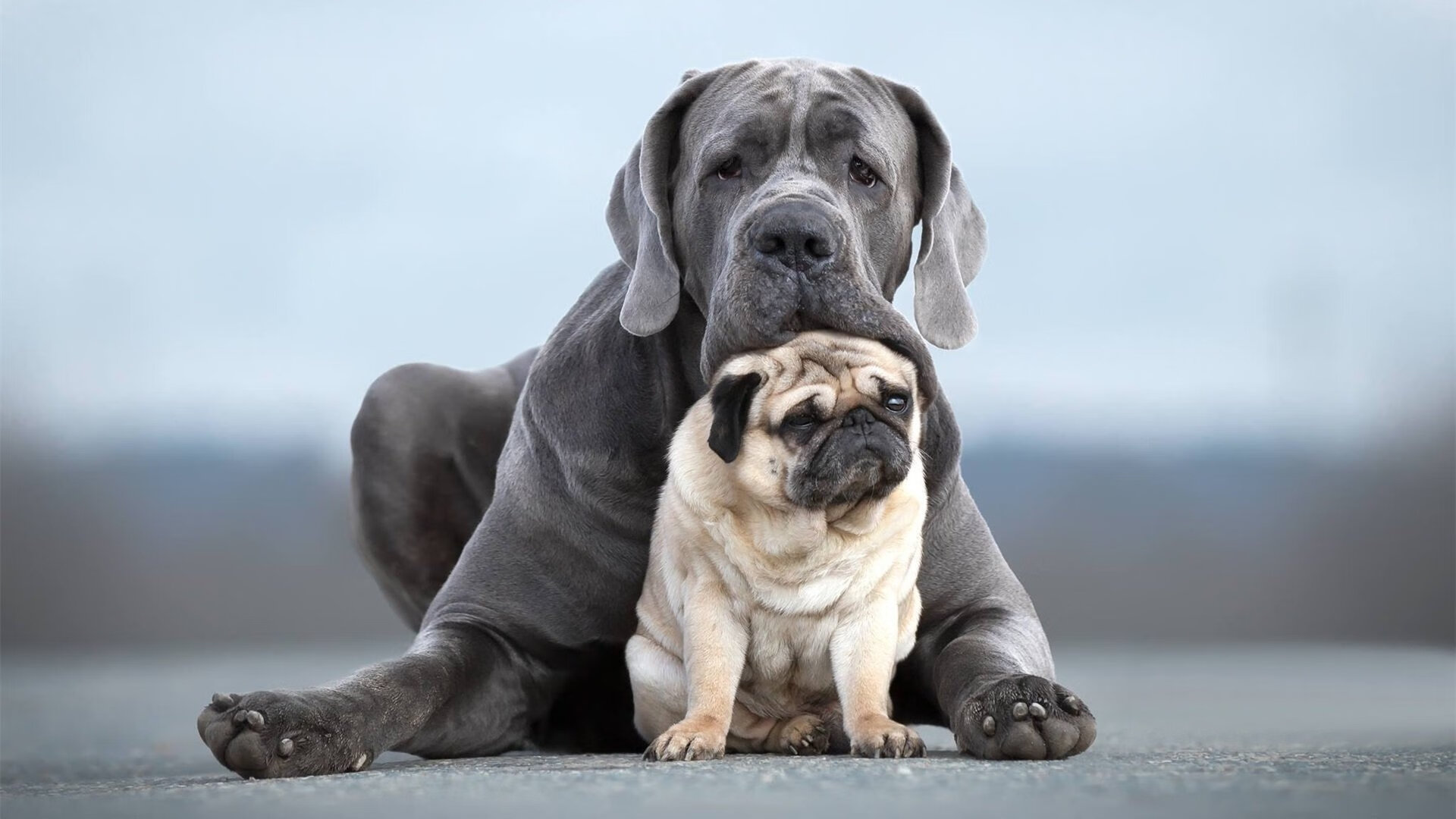 随机伯恩茅斯主场不敌诺里奇，夺冠形势渺茫，伯恩茅斯转会消息