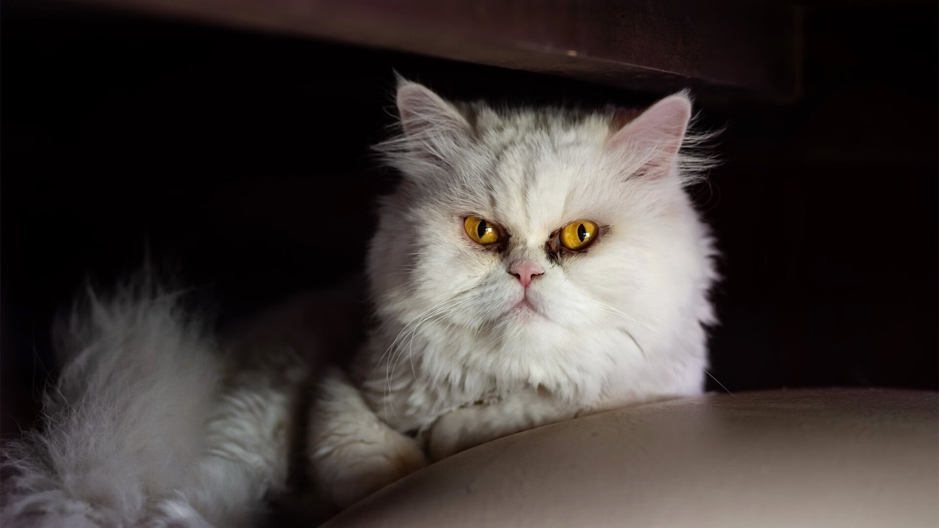 随机利物浦遭遇劲敌，欧冠前路任重道远，利物浦欧冠集锦