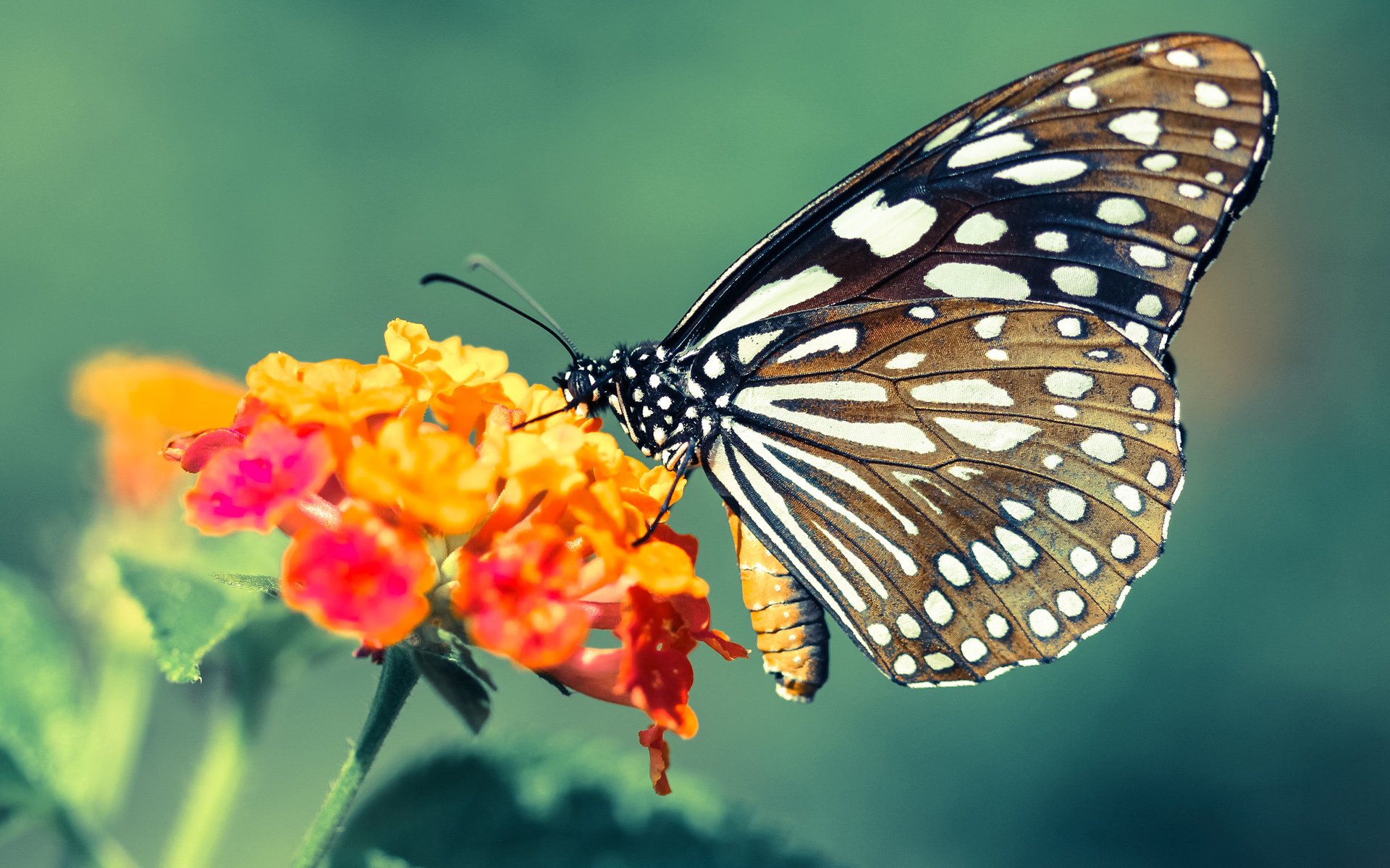 随机利物浦迎接挑战，球员斗志昂扬备战，利物浦2021-2022赛季