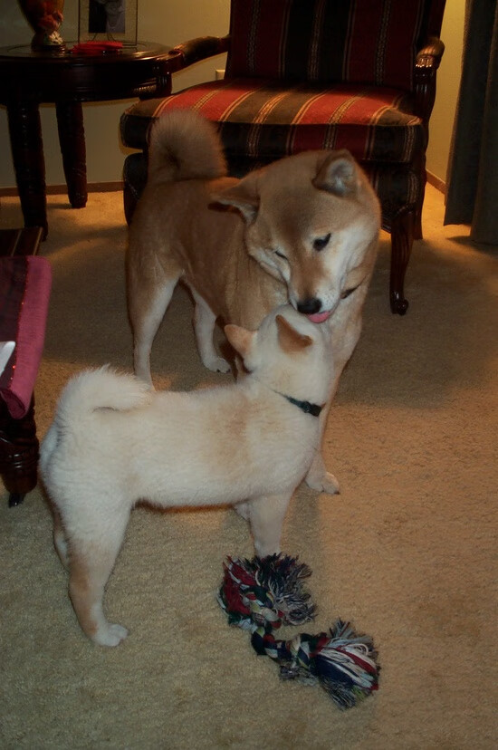 随机巴西队备战世界杯预选赛，目标提前出线，巴西世界杯世预赛