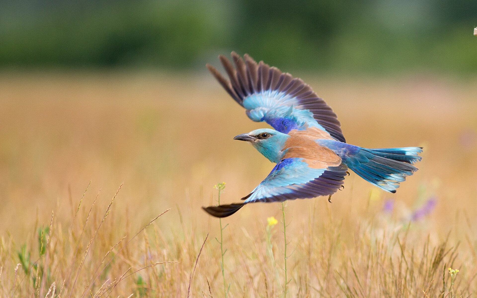 随机巴黎圣日耳曼签下西甲射手，强化锋线实力，巴黎圣日耳曼2021赛季阵容