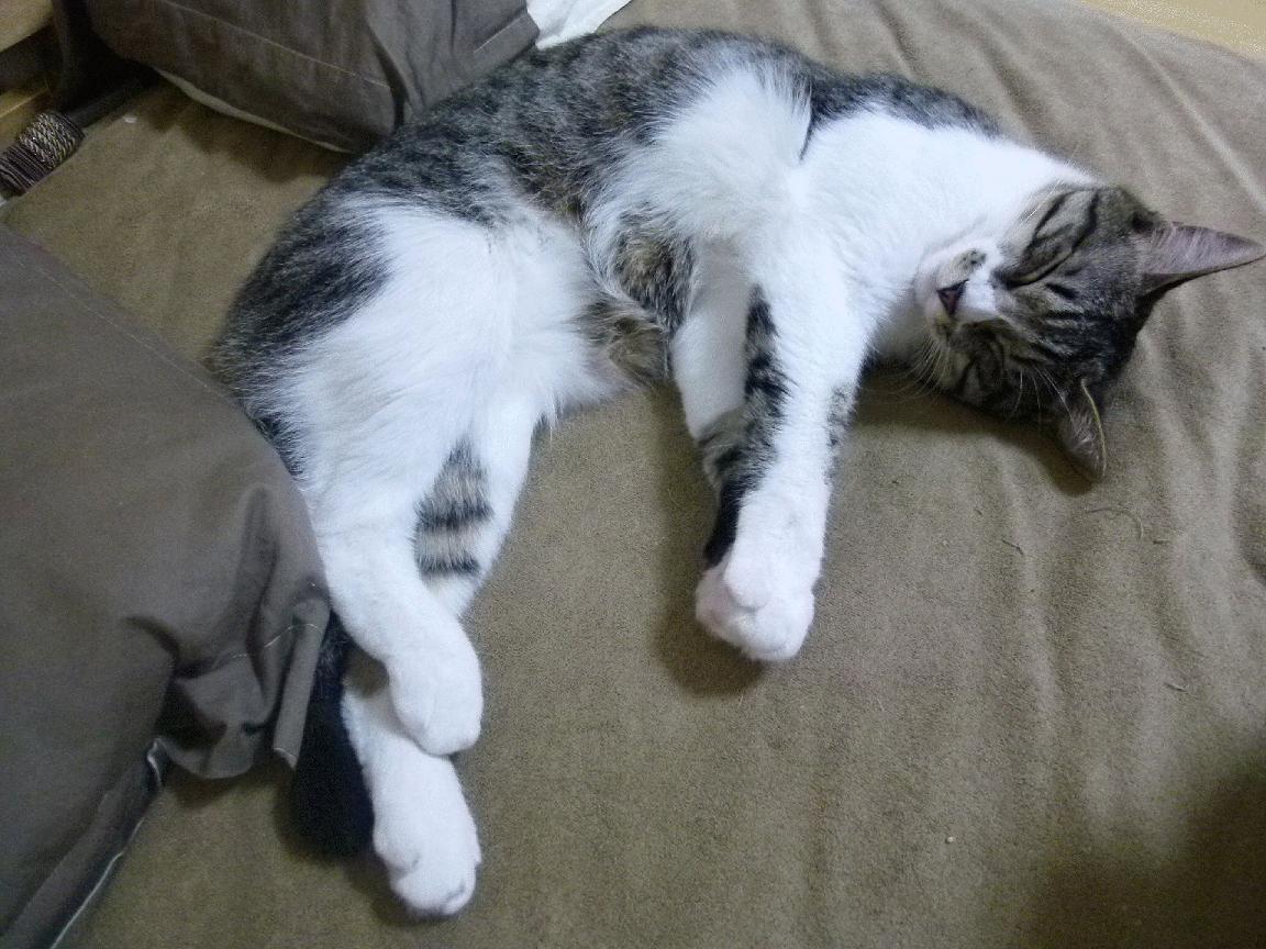 kaiyun体育app-诺丁汉森林是否应增加中场拦截型球员，诺丁汉森林换帅