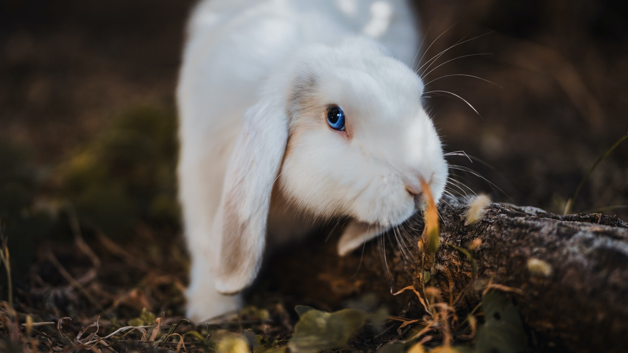 Kaiyun官方登录入口-西班牙年轻球员崭露头角，西班牙队年轻