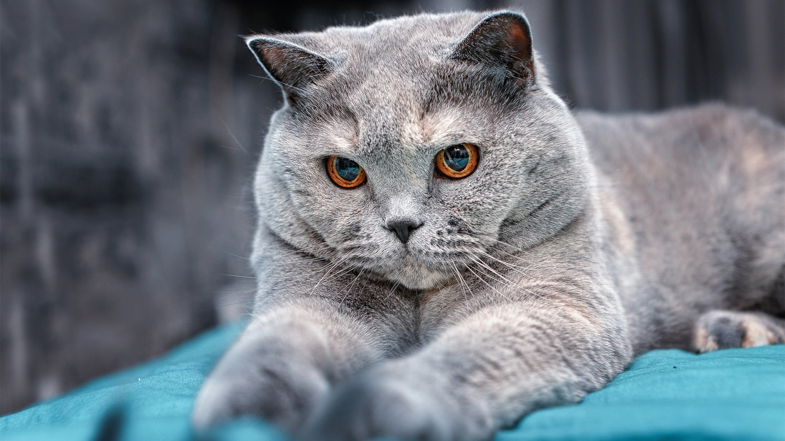 开云中国-吉尔吉斯斯坦蝶泳项目发挥稳定，吉尔吉斯斯坦滑雪