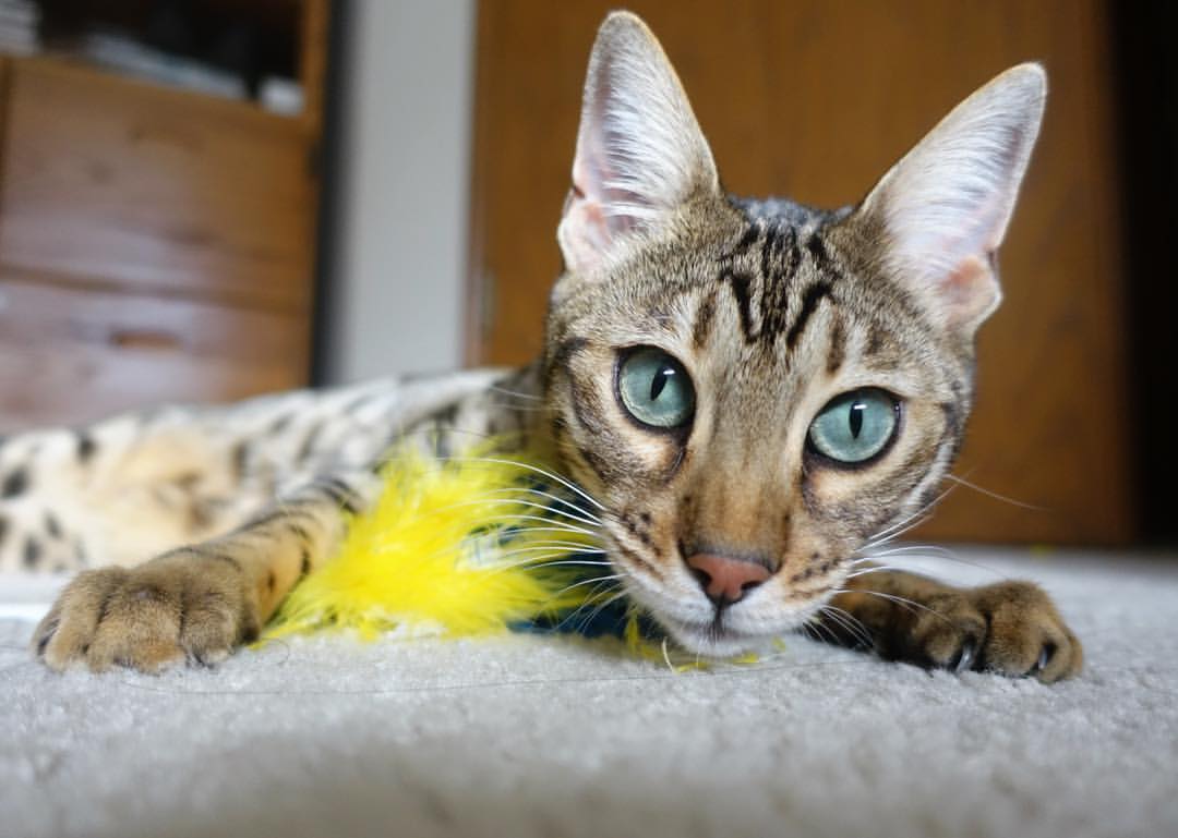 kaiyun-国家国家田径队发布软硬件训练设备升级计划，田径国家队训练视频