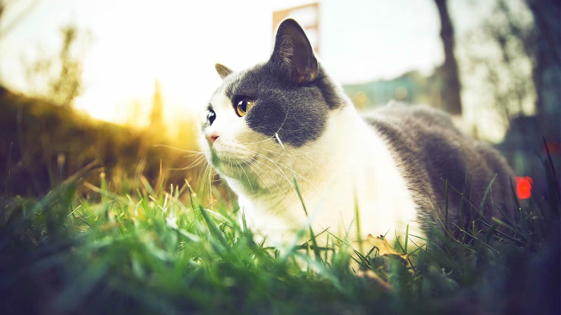 KAIYUNAPP-意甲狂热对决：速度、技术、战术的绝佳演绎，意甲热身赛