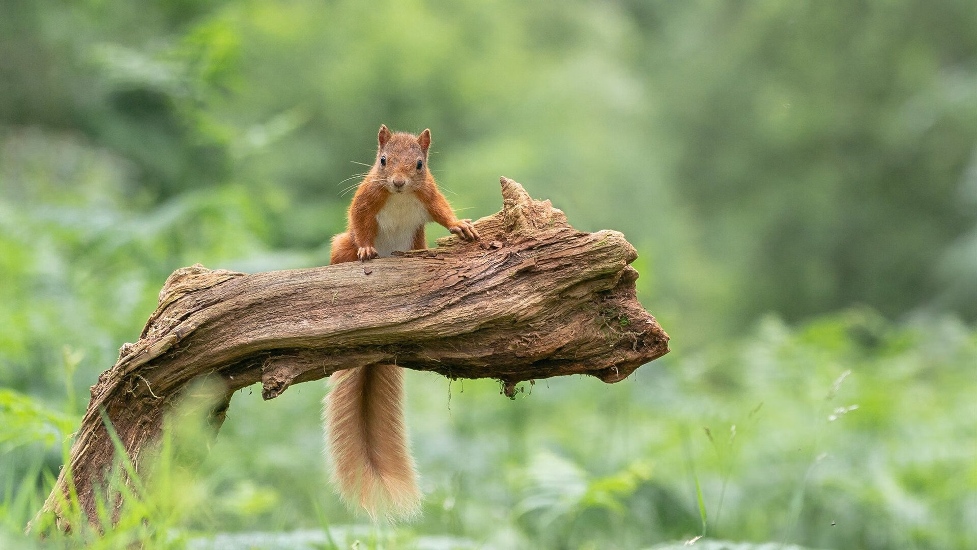 开云体育在线赛事直播-王楚钦激战加时乒乓球团体赛，国际乒联采访王楚钦