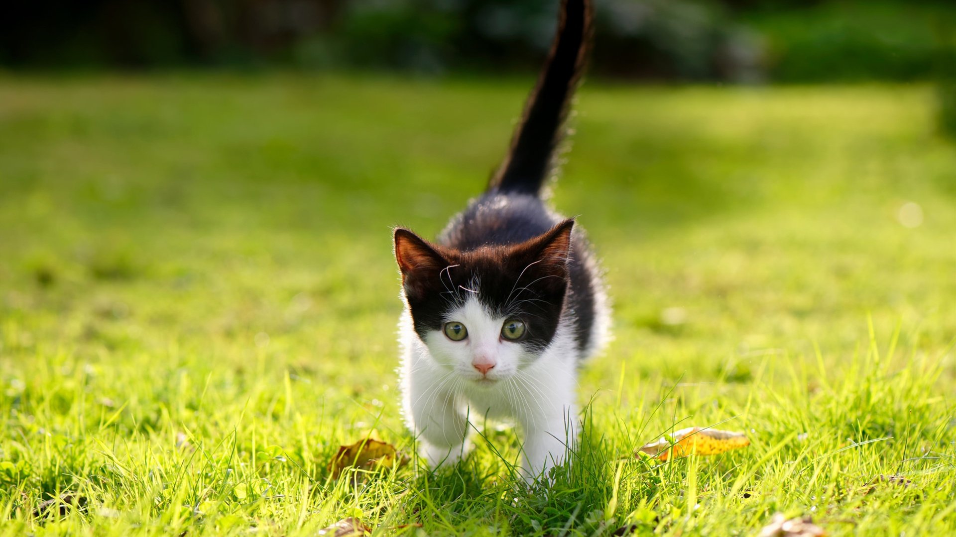 Kaiyun官方登录入口-谢佩玲跳台赛场风采尽显未来潜力，谢佩玲广西