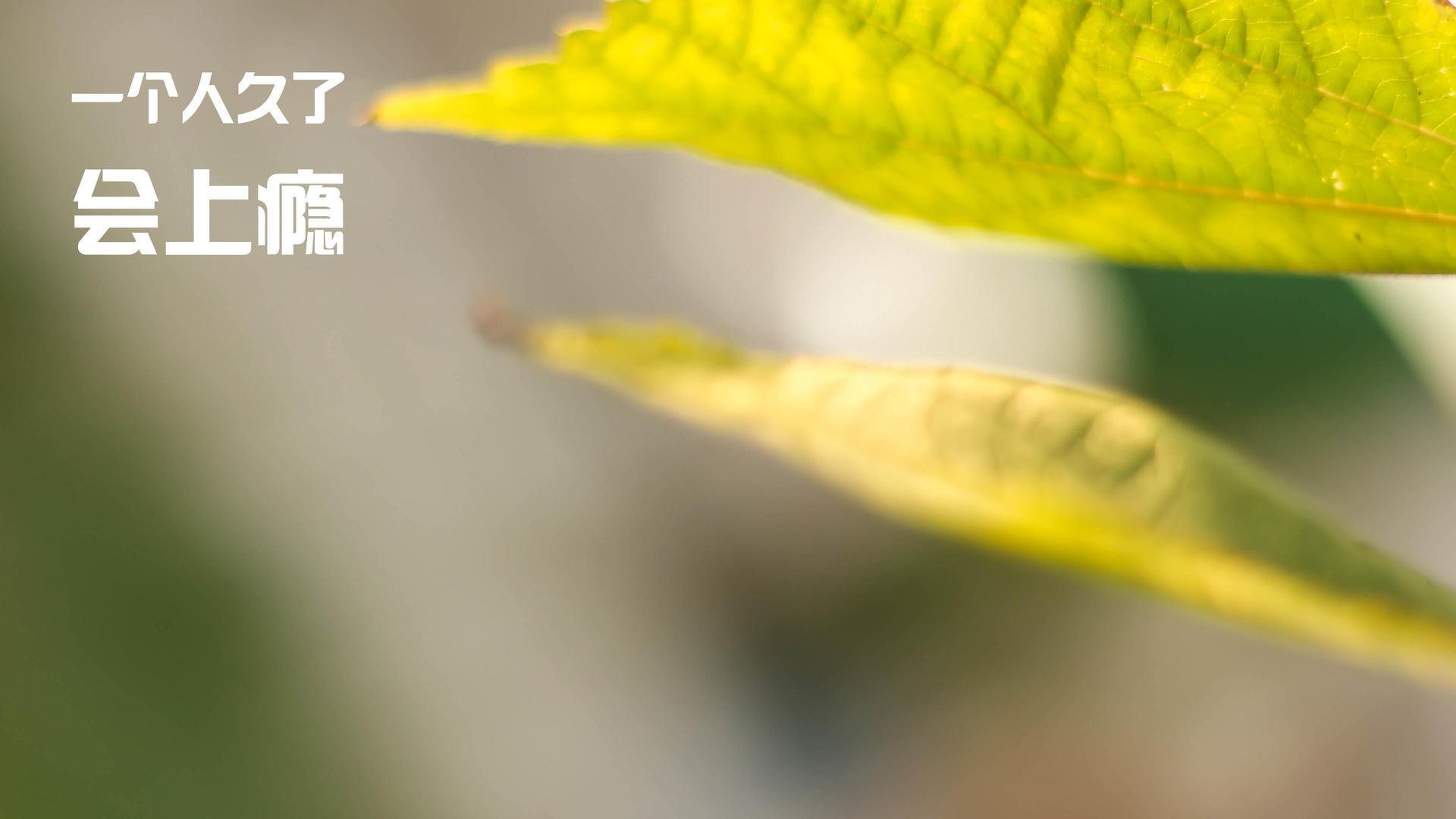 开云·Kaiyun网页版-陈佳佩拉卡尼赛后合影传递友谊，陈佳专访